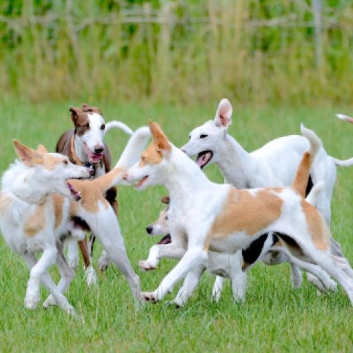 Best practices for early socialization: what responsible breeders should be doing