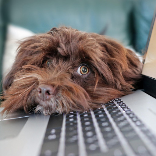 Email Marketing Campaigns for Your Dog Breeding Business