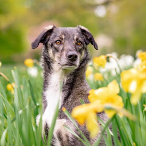 First-Generation Mix vs. Purebred: How to Predict Your Puppy's Adult Temperament