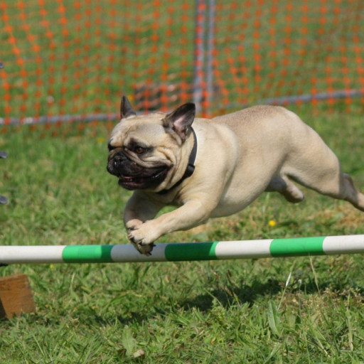Flyball: The Energetic Sport for Dogs