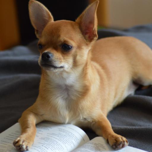 Gene-editing Creates Allergy Free Dogs: Is This the Future?