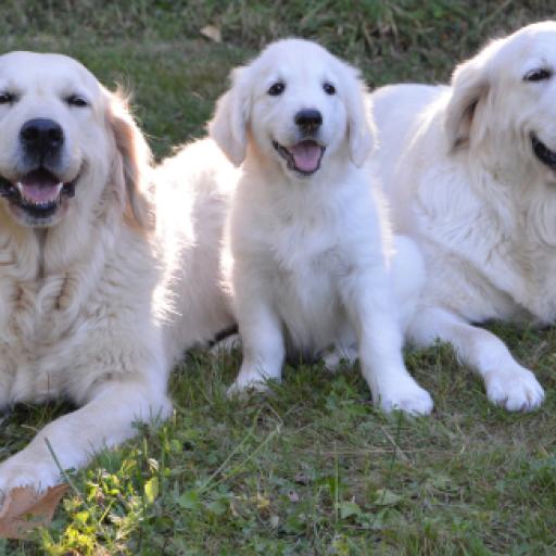 Guide Dog Success May be Written in Their DNA