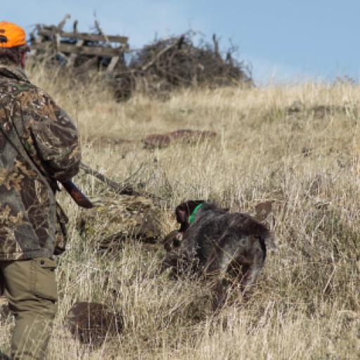 Gun Safety Around Dogs: How to Prevent Accidents