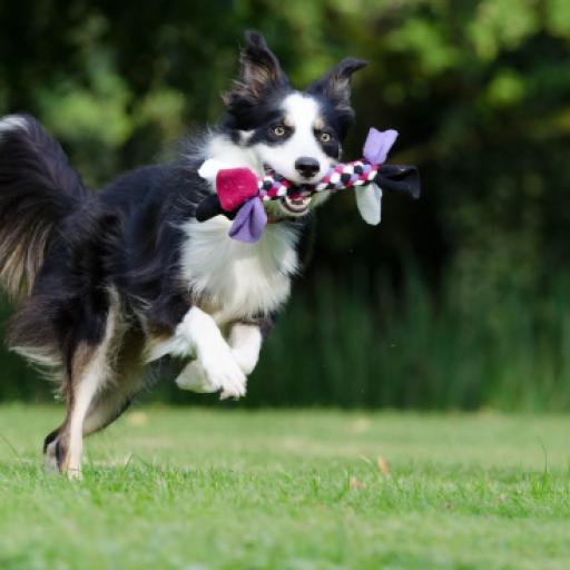 Hero Dogs - Dogs that Have Been Hailed as Heroes