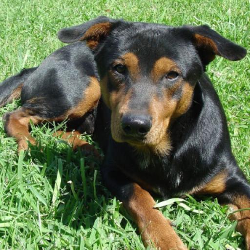 Hero’s Dog Bark Saves Owner from Heart Attack