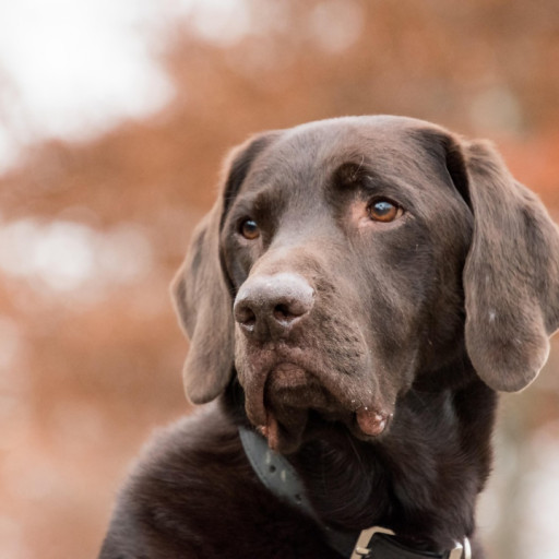 High Housing Costs Lead to Families to Give up Pets