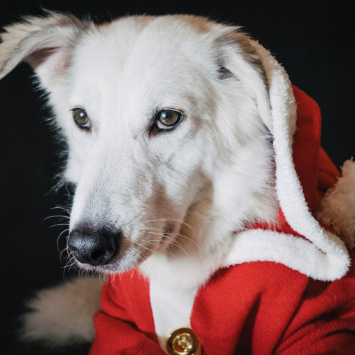 Holiday Season Risks for Dogs