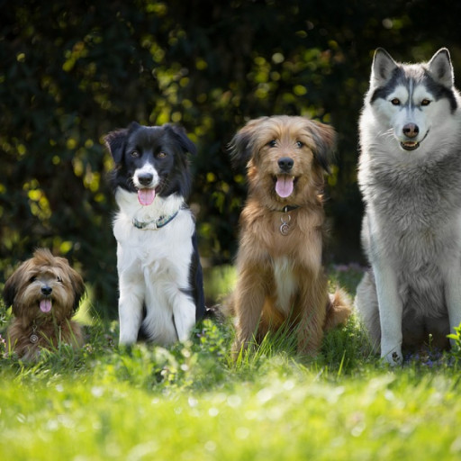 How do I find the right dog breed for my family?