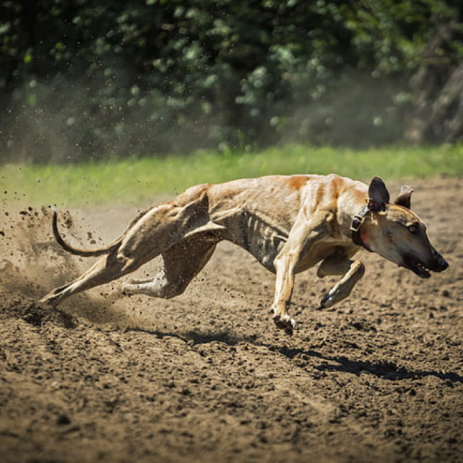 How Fast Can a Dog Run?