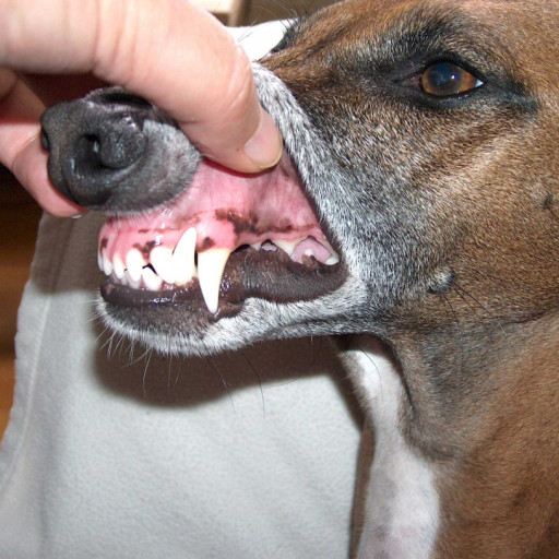 How Many Teeth Do Dogs Have?