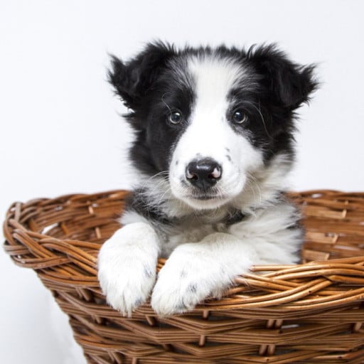 How Many Times can you Breed a Dog?