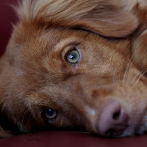 How Much Deposit Should You Take on a Puppy?