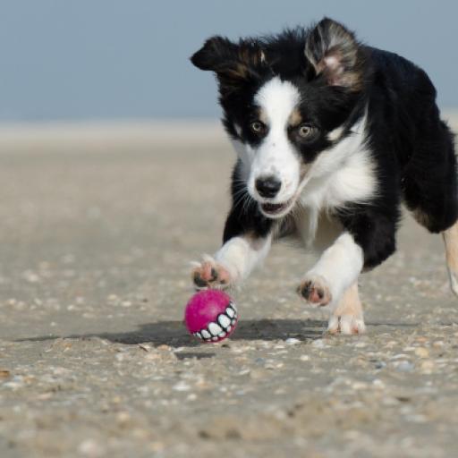 How Puppy Hero’s Scores WIll Help You Get Noticed