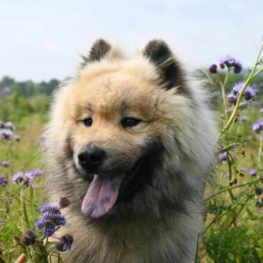 How Skull Shape Affects Dog Behavior