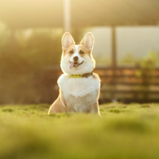 How to Choose a Dog Boarding Service Near You