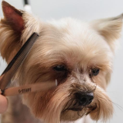 How to Choose a Dog Groomer for your Pooch