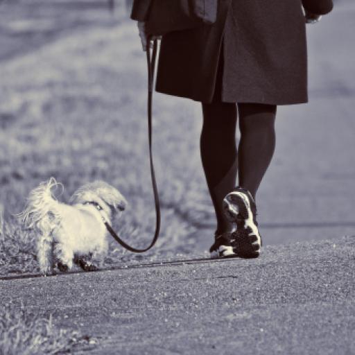 How to Choose a Dog Walking Service Near You