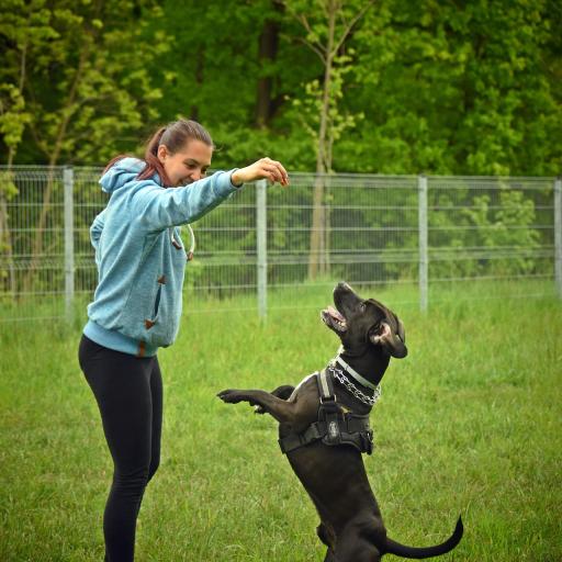 How to Create a Profitable Dog Park to Boost Your Breeder Income