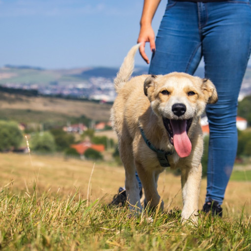 How to Improve a Dog’s Recall Response