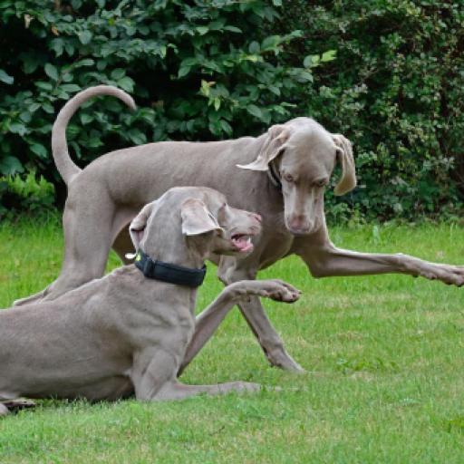 How to Introduce a New Dog to Your Breeding Group