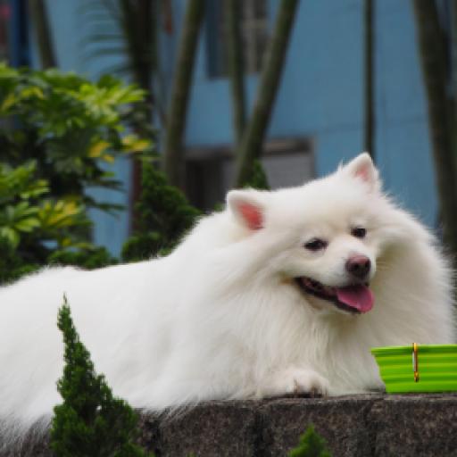 How to Keep Dogs Cool in the Summer