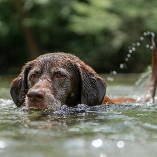 How to Keep Dogs Safe Around Water