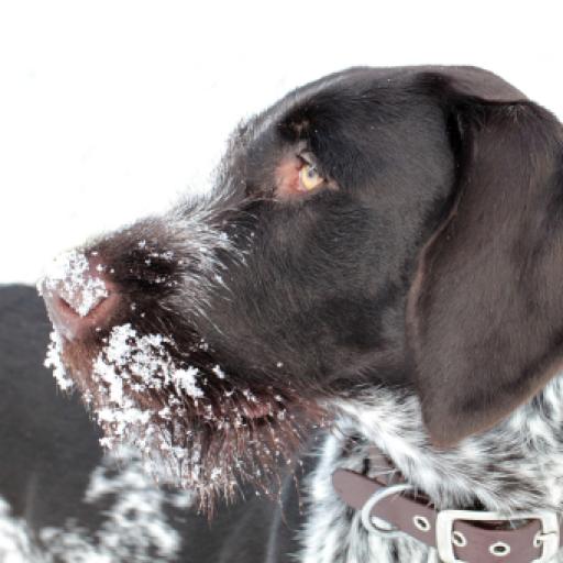 How to Keep Your Dog Warm During the Colder Months