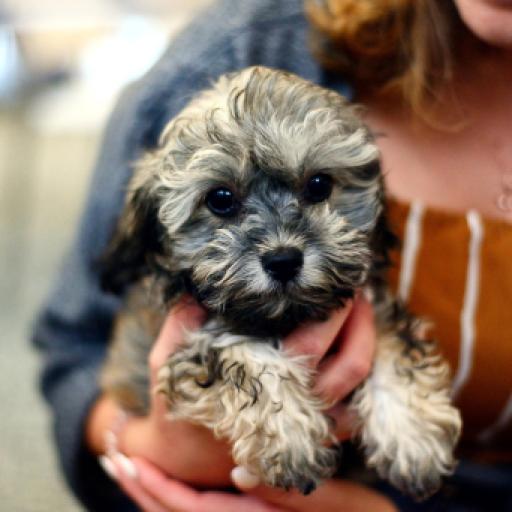 How to Price Your Litters Fairly Based on Health Testing and Titles 