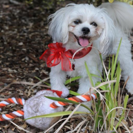 How to Protect Dogs from Eating Candy on Halloween