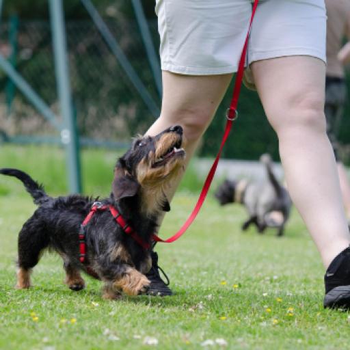 How to Recognize a Bad Dog Trainer: Red Flags to Watch For