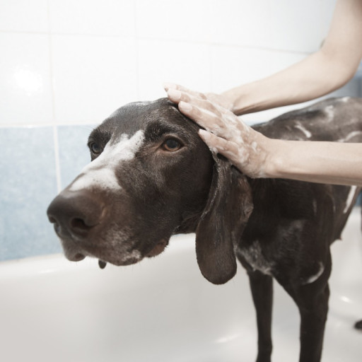 How to Revitalise When a Dogs Coat is Dull