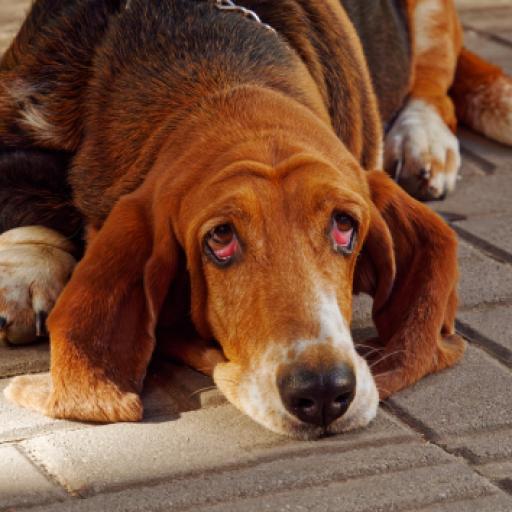 How to Spend Quiet Periods When You’re a Dog Breeder