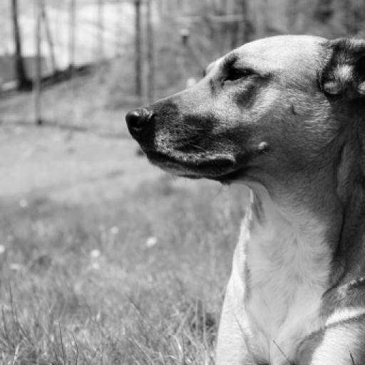 How to Start a Dog Rescue in 2026