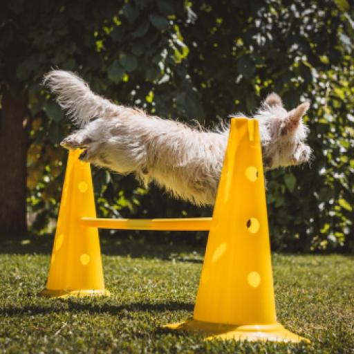 How to Start a Dog Training Center to Boost Breeder Income
