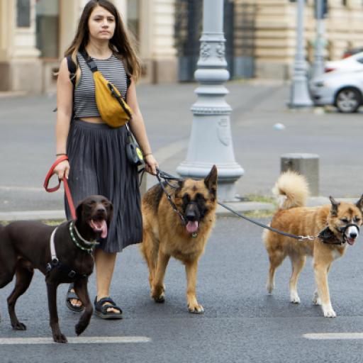 How to Start a Dog Walking Business to Boost Breeder Income
