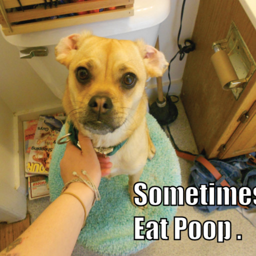 How to Stop a Dog from Eating Poop: Home Remedies