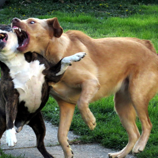 How to Stop Dogs from Fighting in the Same Household?