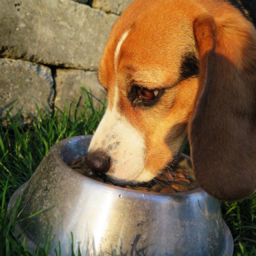 How to Teach Your Dog Good Behavior Around Food