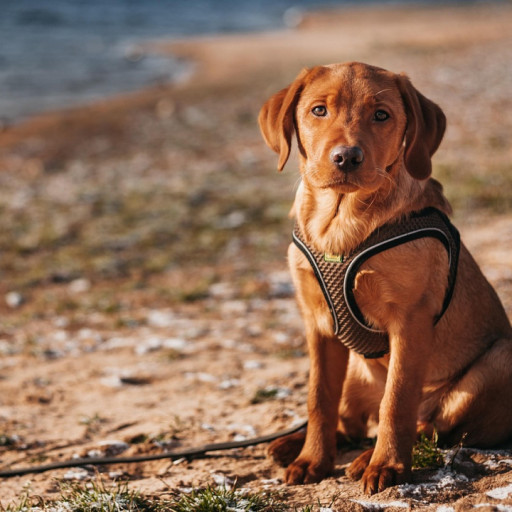 How to train a dog to sit