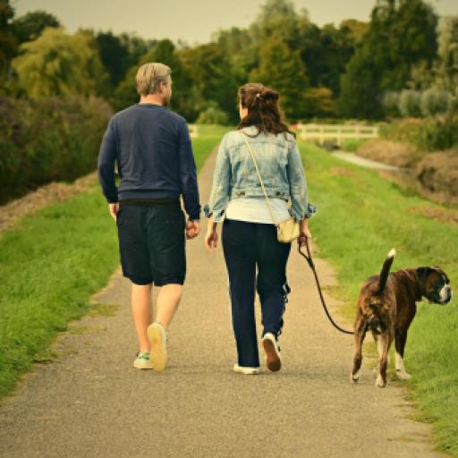 Improve Dog Walking by Wearing These Colors