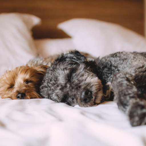 Interesting Facts About Dogs