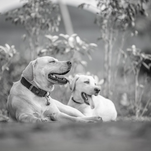 Introducing a New Puppy to Your Dog