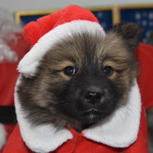 Is it Cruel to Dress up Your Dog?