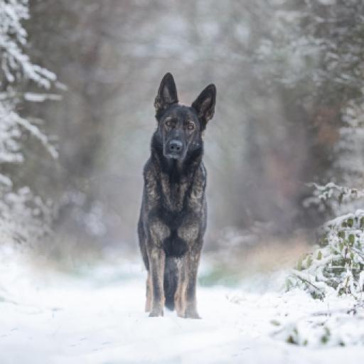 Keeping a Dog Safe in Winter