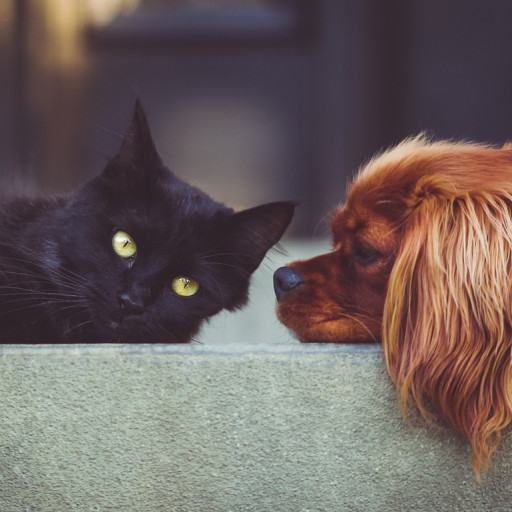Keeping Other Pets with Dogs: Key Tips for New Owners