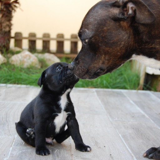 Maternal Instincts in Dogs: The Power of a Mum’s Love
