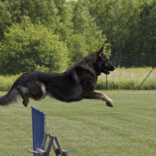 Mobile Dog Gyms Are Becoming Popular Across the USA