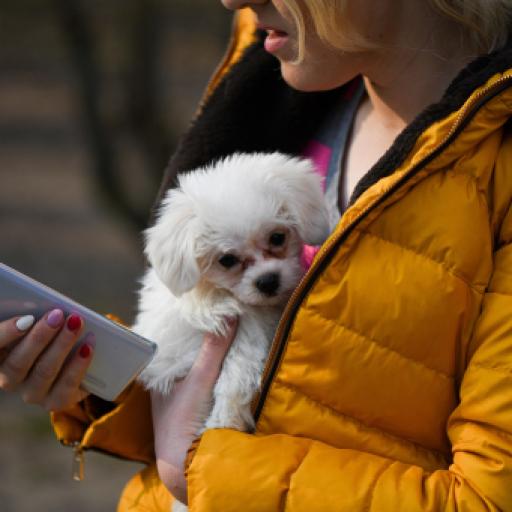 New AI App to Help Dog Owners Understand Dogs