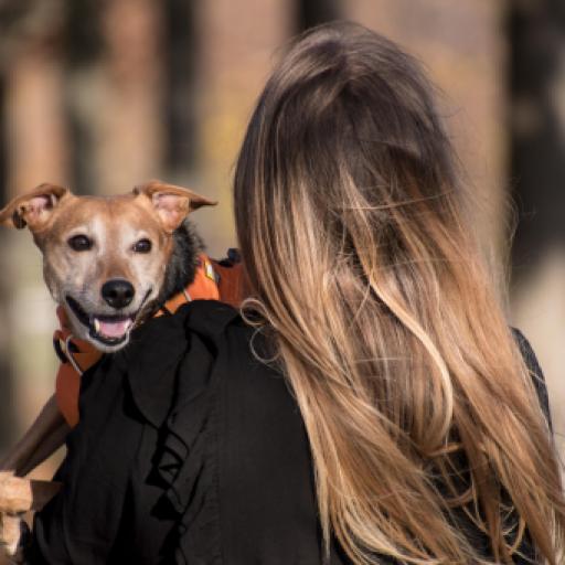 One in Five Households in Bend, Oregon Has Two or More Dogs