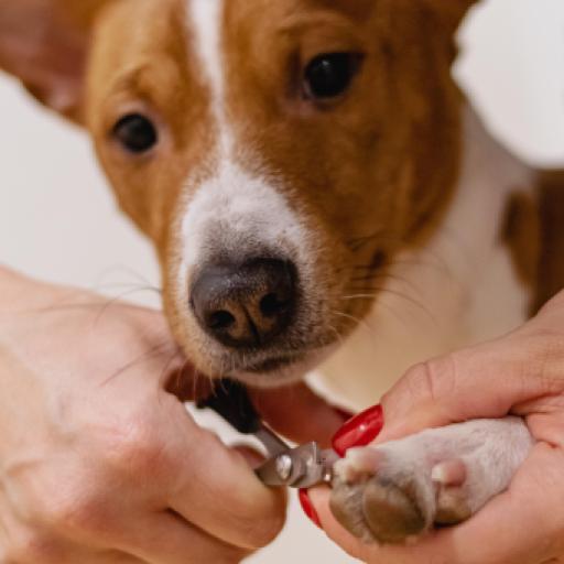One in Three Pet Owners Spend More on Pets Than Their Own Health